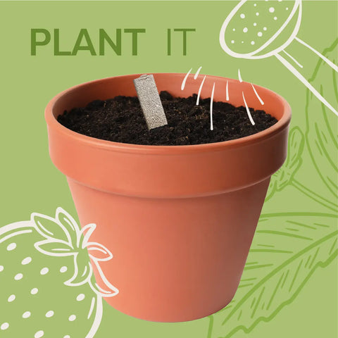 Christmas Tree Seedsticks