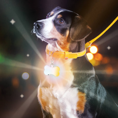 Doggie Disco