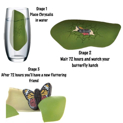 Hatch A Butterfly