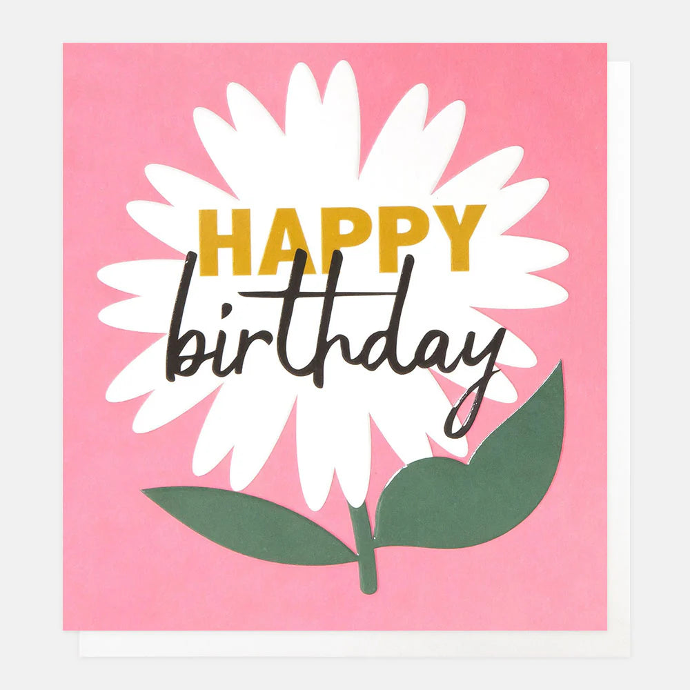 White Daisy on Pink